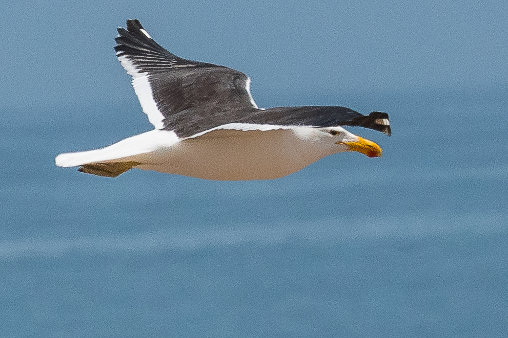 Goéland dominicain  (Kelp gull, Larus dominicanus), adulte survolant l'océan prés de la colonie d'otaries de Möve Bay, Parc National de la Côte des Squelettes, Namibie.